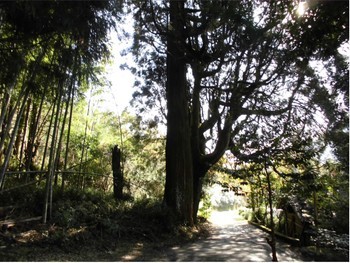 西都市2　尾八重神社　入口付近の巨木.jpg